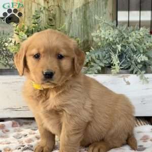 Kora, Golden Retriever Puppy