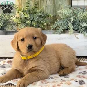 Kora, Golden Retriever Puppy