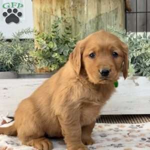 Kendra, Golden Retriever Puppy
