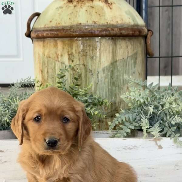 Kendra, Golden Retriever Puppy