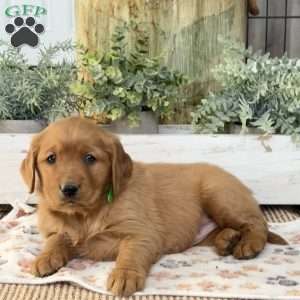 Kendra, Golden Retriever Puppy