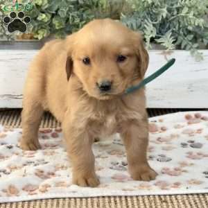 Kitty, Golden Retriever Puppy