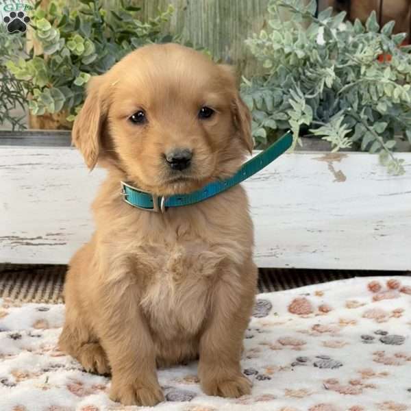 Kitty, Golden Retriever Puppy