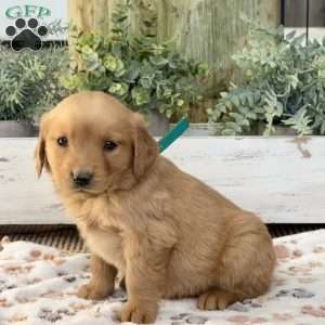 Kitty, Golden Retriever Puppy