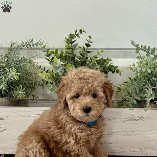 Tootsie, Miniature Poodle Puppy