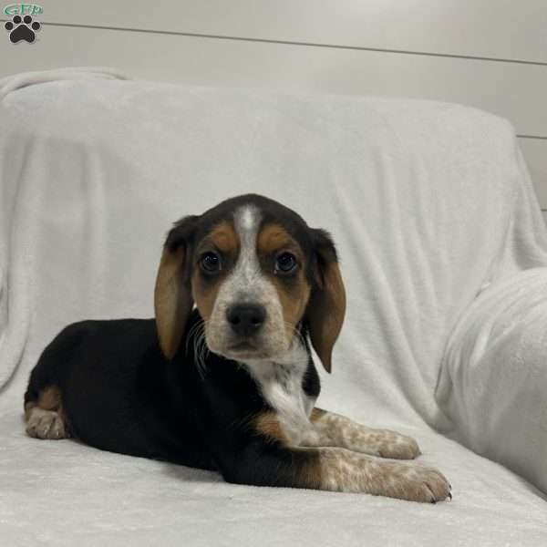 Lance, Beagle Puppy