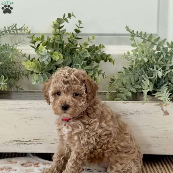 Tinkerbell, Miniature Poodle Puppy
