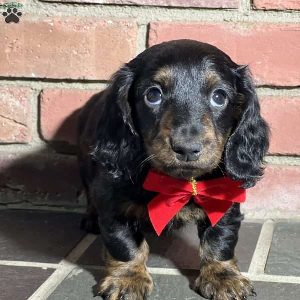 Twix, Dachshund Puppy