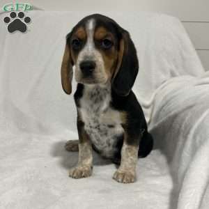 Lance, Beagle Puppy