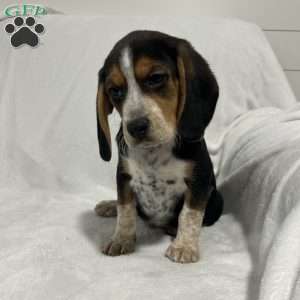 Lance, Beagle Puppy