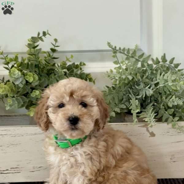 Trixie, Miniature Poodle Puppy