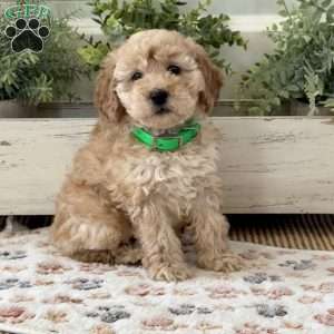Trixie, Miniature Poodle Puppy