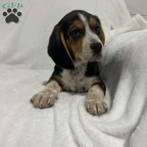 Lance, Beagle Puppy