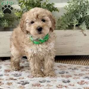 Trixie, Miniature Poodle Puppy