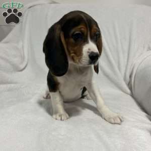 Lucy, Beagle Puppy
