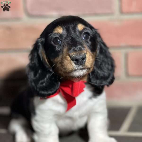 Twinkie, Dachshund Puppy