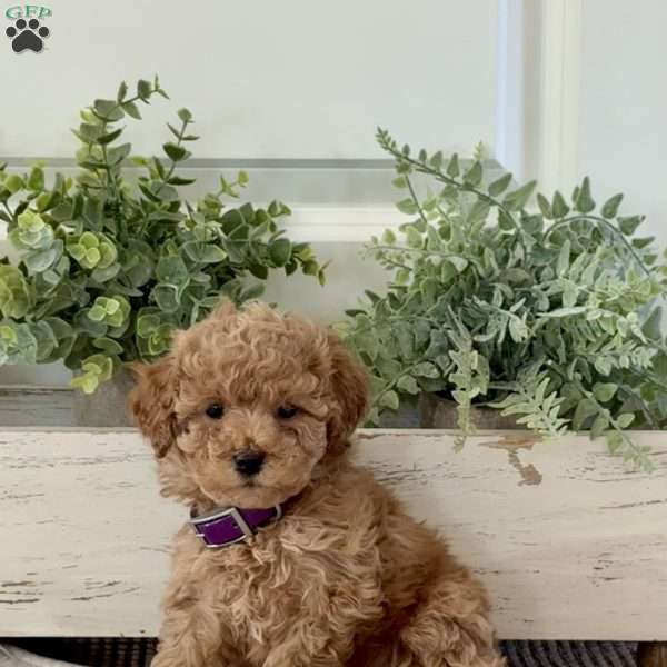 Tiny, Miniature Poodle Puppy