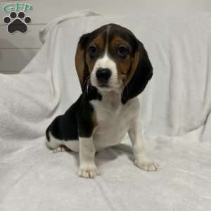 Lucy, Beagle Puppy