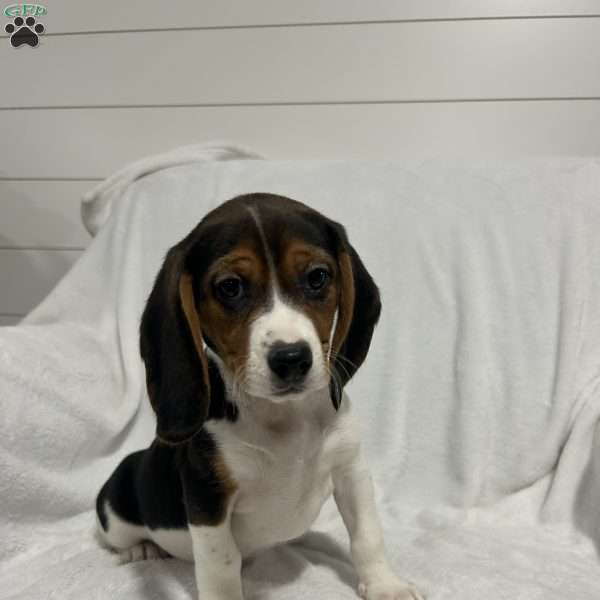 Lucy, Beagle Puppy