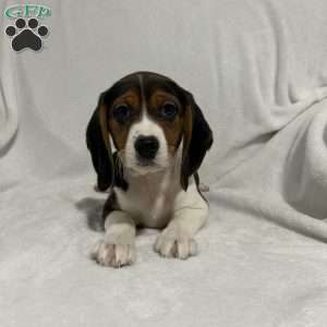 Lucy, Beagle Puppy
