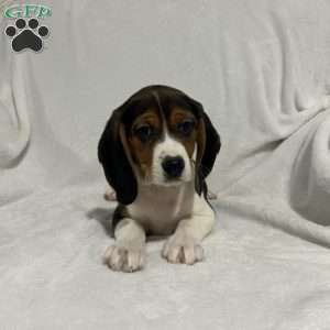 Lucy, Beagle Puppy