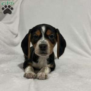 Luke, Beagle Puppy