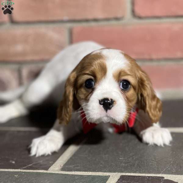 Milly, Cavalier King Charles Spaniel Puppy