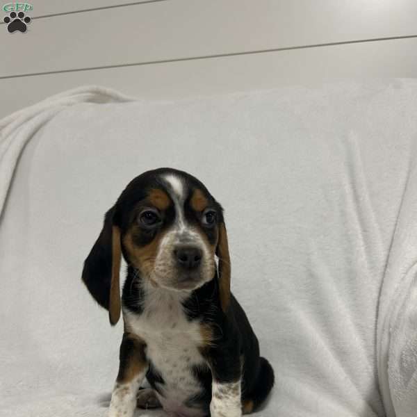 Luke, Beagle Puppy