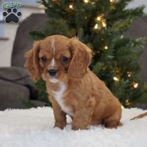 Ollie, Cavalier King Charles Spaniel Puppy