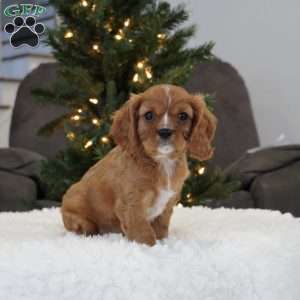 Ollie, Cavalier King Charles Spaniel Puppy