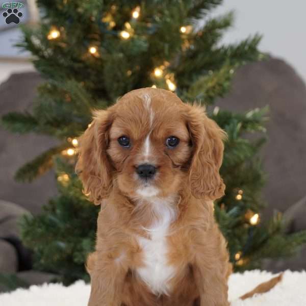 Ollie, Cavalier King Charles Spaniel Puppy