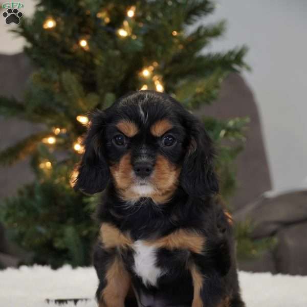 Fin, Cavalier King Charles Spaniel Puppy