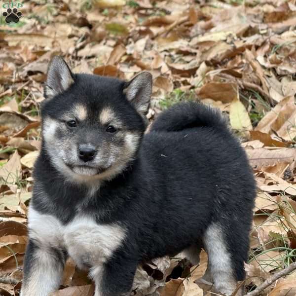 Spruce, Shiba Inu Puppy