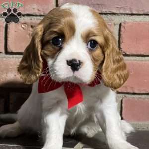Milly, Cavalier King Charles Spaniel Puppy