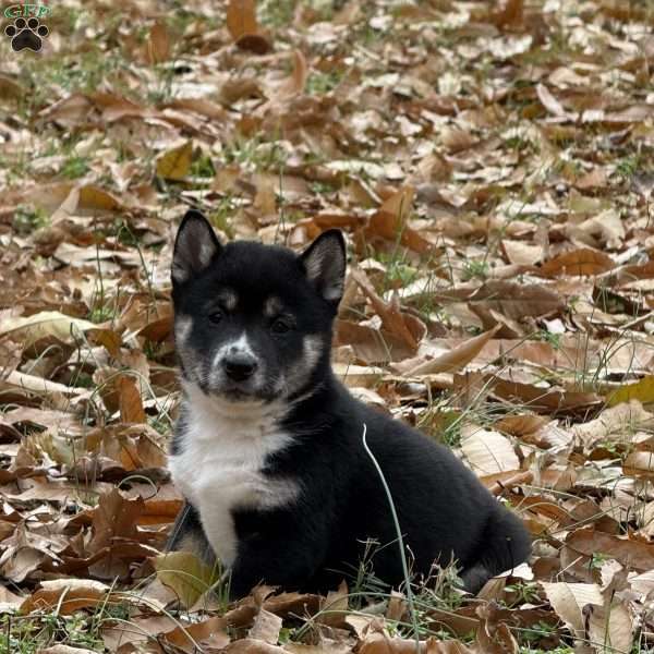 Sparky, Shiba Inu Puppy