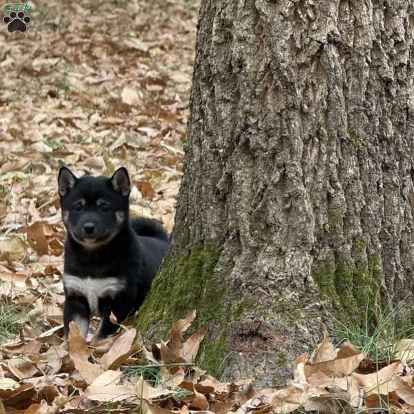Sparkle, Shiba Inu Puppy
