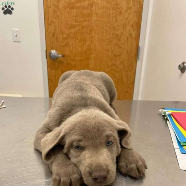 Comet, Silver Labrador Retriever Puppy