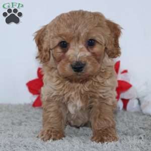Irvin, Mini Goldendoodle Puppy