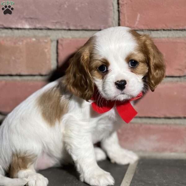 Kelly, Cavalier King Charles Spaniel Puppy