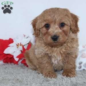 Irvin, Mini Goldendoodle Puppy