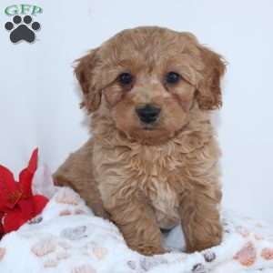 Irvin, Mini Goldendoodle Puppy