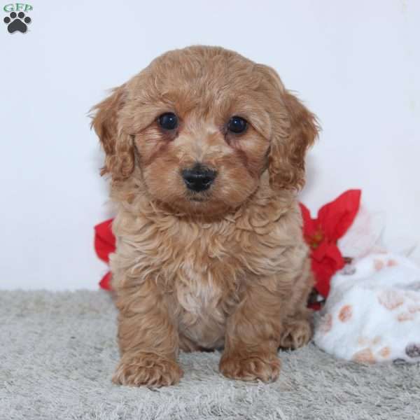 Irvin, Mini Goldendoodle Puppy