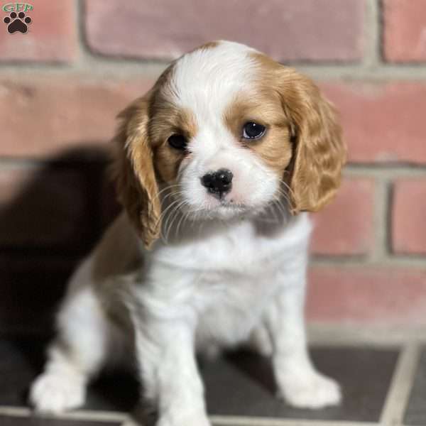 Holly, Cavalier King Charles Spaniel Puppy