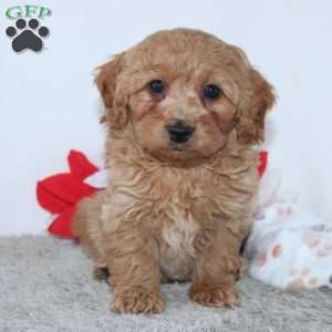 Irvin, Mini Goldendoodle Puppy