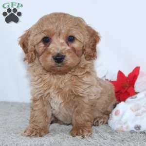 Irvin, Mini Goldendoodle Puppy