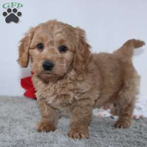 Ian, Mini Goldendoodle Puppy