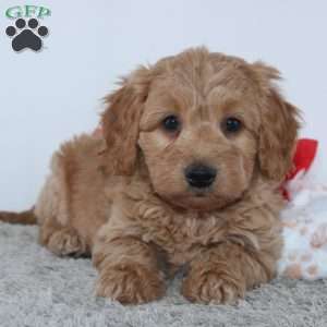 Ian, Mini Goldendoodle Puppy