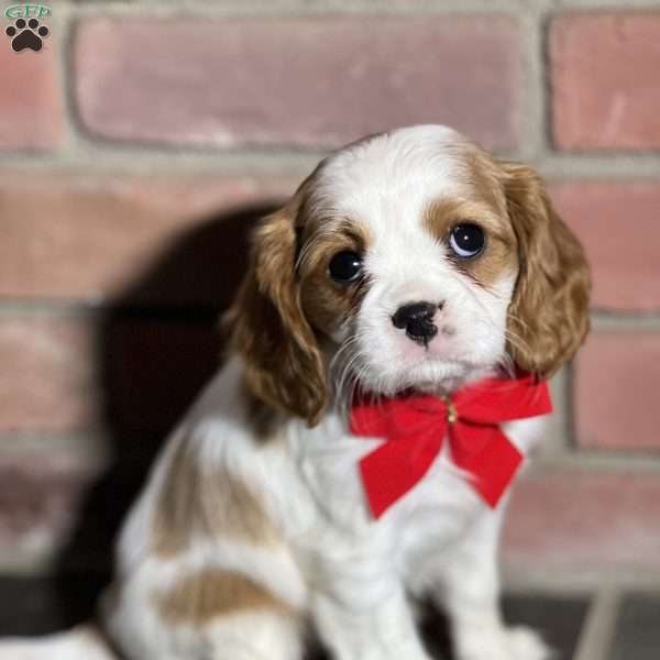 Shelly, Cavalier King Charles Spaniel Puppy