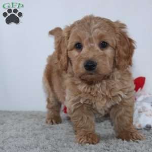Ian, Mini Goldendoodle Puppy