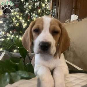 Gunner, Beagle Puppy
